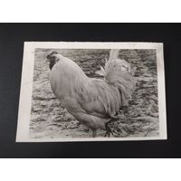 Петух. 1955
