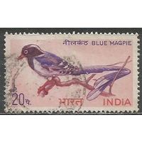 Индия. Толстоклювая сорока. 1968г. Mi#464.