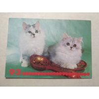 Карманный календарик. Котик.1993 год