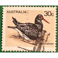 Австралия 1978. Птицы Австралии. Австралийский пегий кулик-сорока