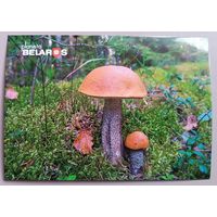 Серия "Планета Беларусь ". Подосиновики. Открытка, глянец