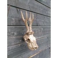 Череп косули