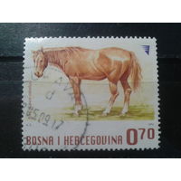 Босния и Герцеговина, 2007. Лошадь
