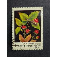 1982 СССР. Дикие ягоды. Костяника