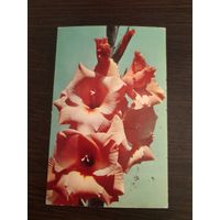 Открытка,цветы,подписана