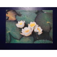 Кувшинки.  1985 г.