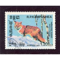 Кампучия. Фауна. Лиса