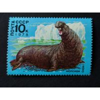1978 СССР. Арктическая Фауна. Морской слон