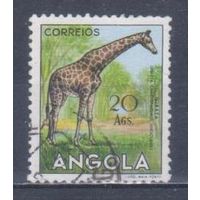 [2464] Португальские колонии. Ангола 1953. Фауна.Жираф. Гашеная концевая марка серии.