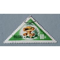 Грибы. Польша