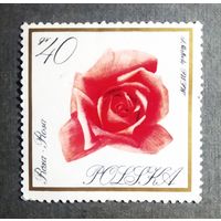 Марка Польша 1966 год Цветы