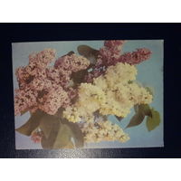 Сирень. 1970 г.  подписанная.