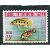 Гвинея. Фауна. Аквариумные рыбки