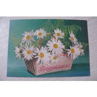 Круцко Б., Поздравляем! 1978, 1979, чистая (ромашки).
