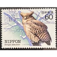 Япония. Фауна. Сова. Ketupa Blakistoni