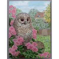 Сова.Sarah Adams.  Авторская открытка, глянец. АСARDS.BY