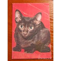 Календарик 1993 Кошка
