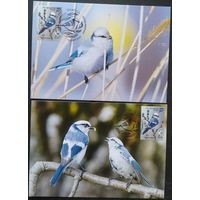 Беларусь 2022 КМ птица года, белая синица , тираж 30 экз .