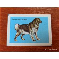 Спичечная этикетка Кавказская овчарка