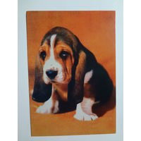 Календарик 1998 г. Бассет=хаунд.