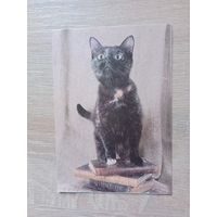 Календарик 1993