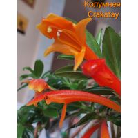 Колумнея Кракатау(Crakatau)