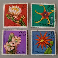 Кактусы. Польша, 1981