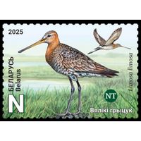 Большой веретенник. Птицы Беларуси, 2025