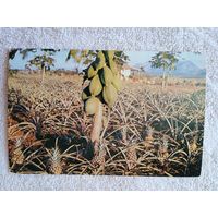 Куба. Плантации ананасов и папайи