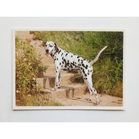 Далматинская борзая. Издательство Братислава. Чистая.