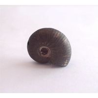 Аммонит Quenstedtoceras Квенштедтоцерас Ископаемый молюск Окаменелость 17 х 12 мм