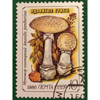 СССР 1986. Ядовитые грибы. Мухомор пантерный. Марка из серии