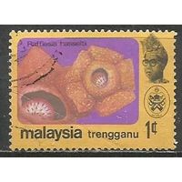 Тренгану. Цветы. Раффлезия. 1979г. Mi#104.