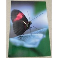 Посткроссинг. Открытка из Чехии: бабочка  (10х15). Прошла почту. Художественные марки, чёткий штемпель.