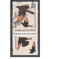 Израиль. Птицы. Краснокрылый скалолаз. 1992г. Mi#1249.