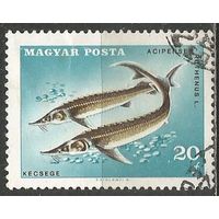 Венгрия. Рыбы. Стерлядь. 1967г. Mi#2344.