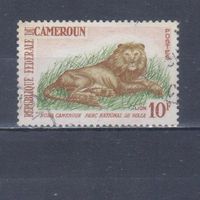 [521] Камерун 1964. Фауна.Дикие кошки.Лев. Гашеная марка.