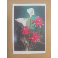 Календарь 1990/1 Цветы