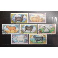 Монголия. 1988 год. Фауна. Козы (1220)