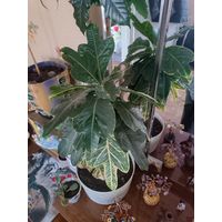 Кротон Excellent Голландия разноцветный цветущий