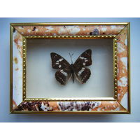 Коллекционная бабочка. 16см.х12см.