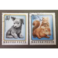 Марки. Венгрия. 1974 год. Фауна (2 марки из набора)