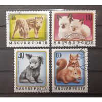 Распродажа с 1 рубля! Фауна. Венгрия. 1974 год. Детёныши животных (4 марки из серии)