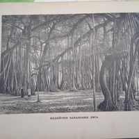 ИНДЕЙСКИЕ БАНАНОВЫЕ ЛЕСА. гравюра конец 19в.  27х17.5см.