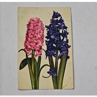 1908  год Либава   Открытка