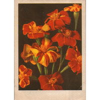 Чистая открытка 1960г. Латвийская ССР "Бархатцы" фото К. Мелбардис