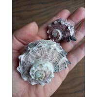 Ракушки Ангария Дельфин.