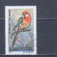 [1305] Румыния 1999. Фауна.Птицы.Попугай. Гашеная марка.