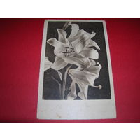 Цветы Лилии Германия 1945 год Подписана 25.10.1945