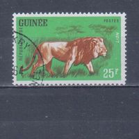 [521] Гвинея 1962. Фауна.Дикие кошки.Лев. Гашеная марка.